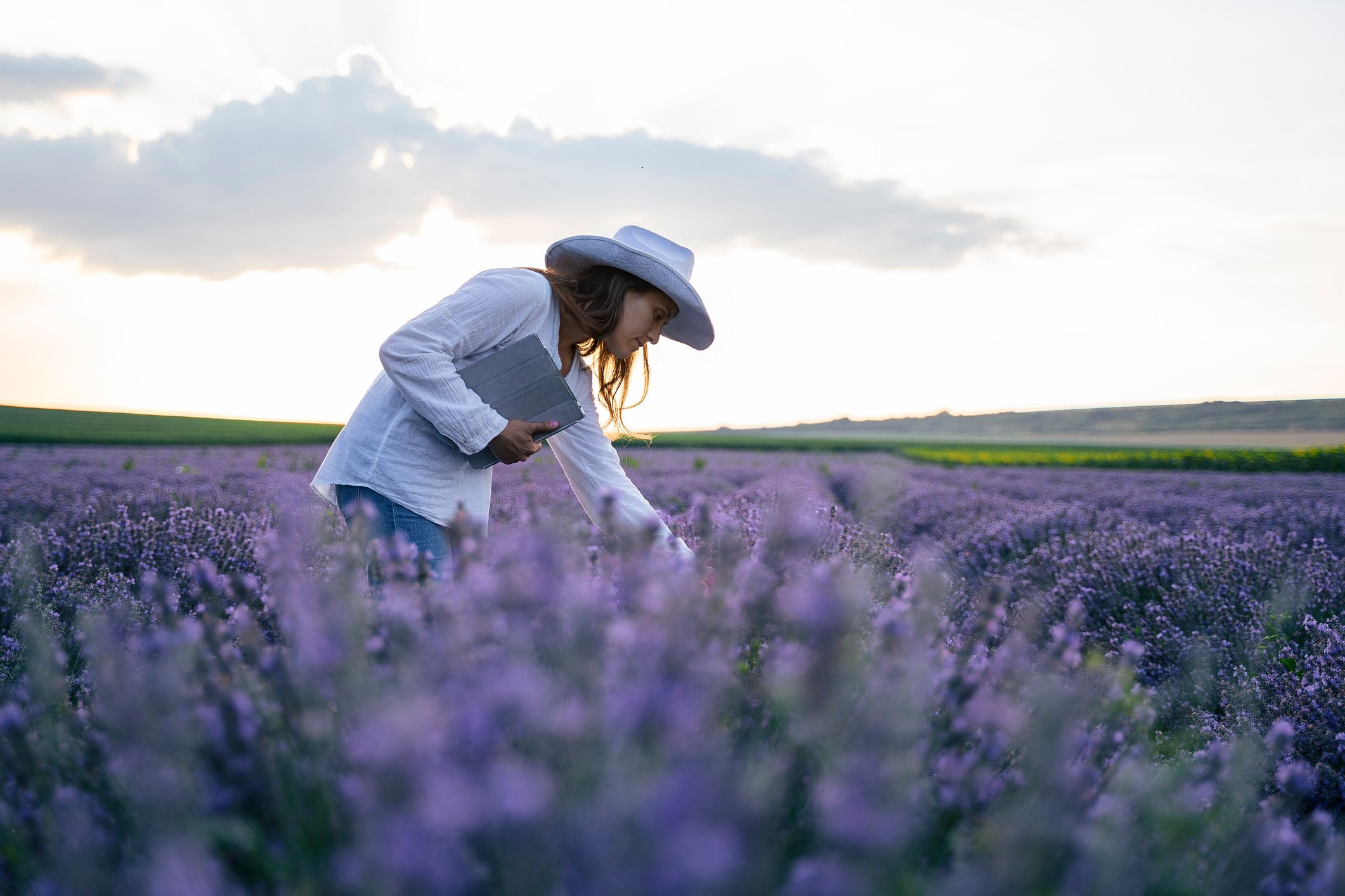 Women with iPad in lavender field; sustainability 